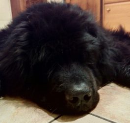 Gedanken meines Hundes